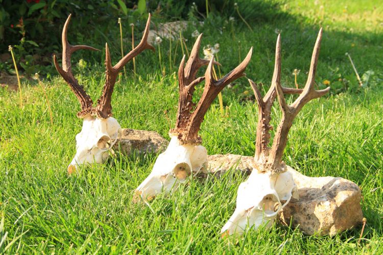 őzbak vadászat, Cigánd